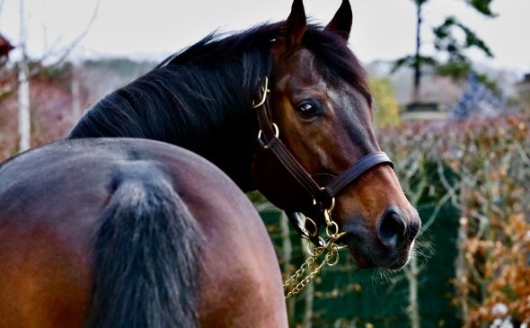 visuel-mortalite-chevaux