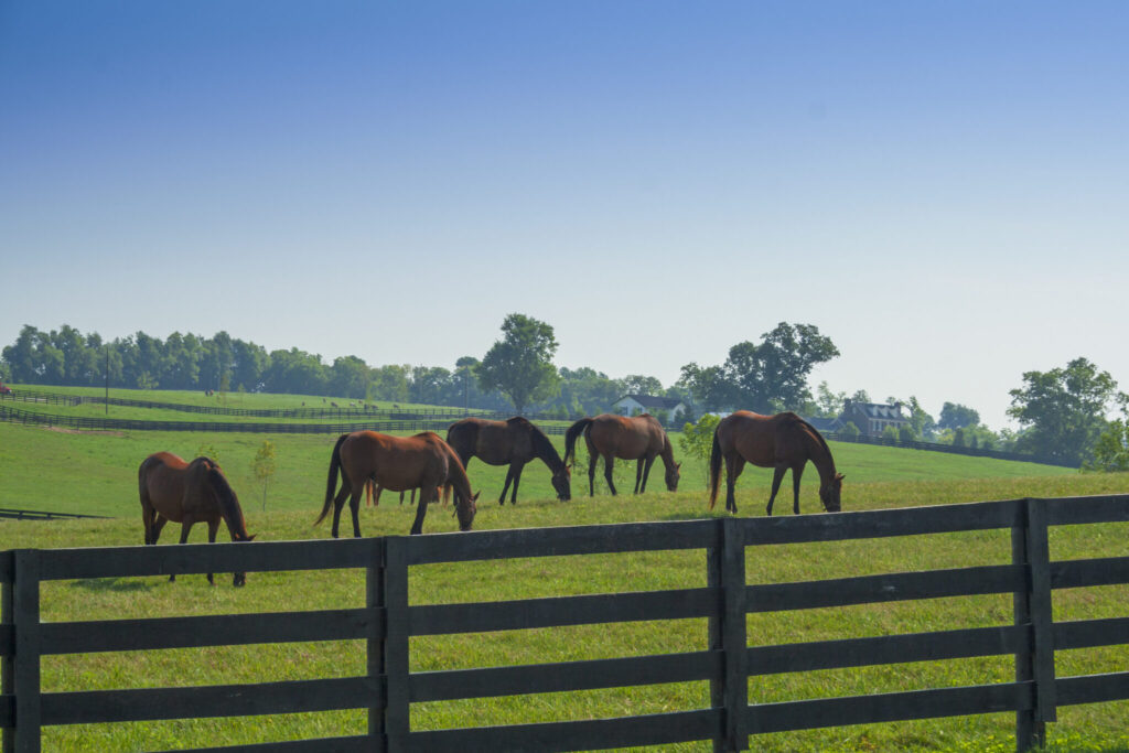 Many horses grazing at beautiful farm at Kentucky.