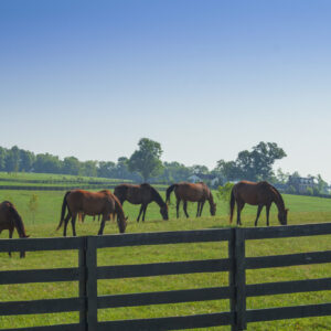 Many horses grazing at beautiful farm at Kentucky.